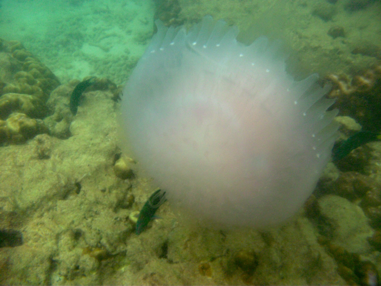 'Huge Jellyfish!' by Seh Hui